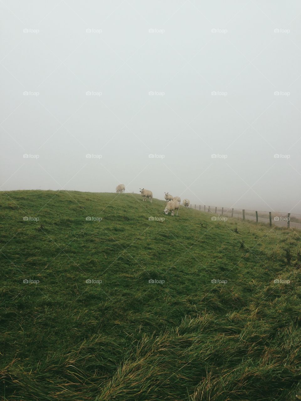 Foggy sheep