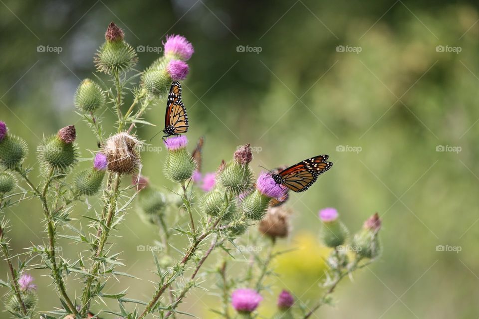 Monarch butterfly