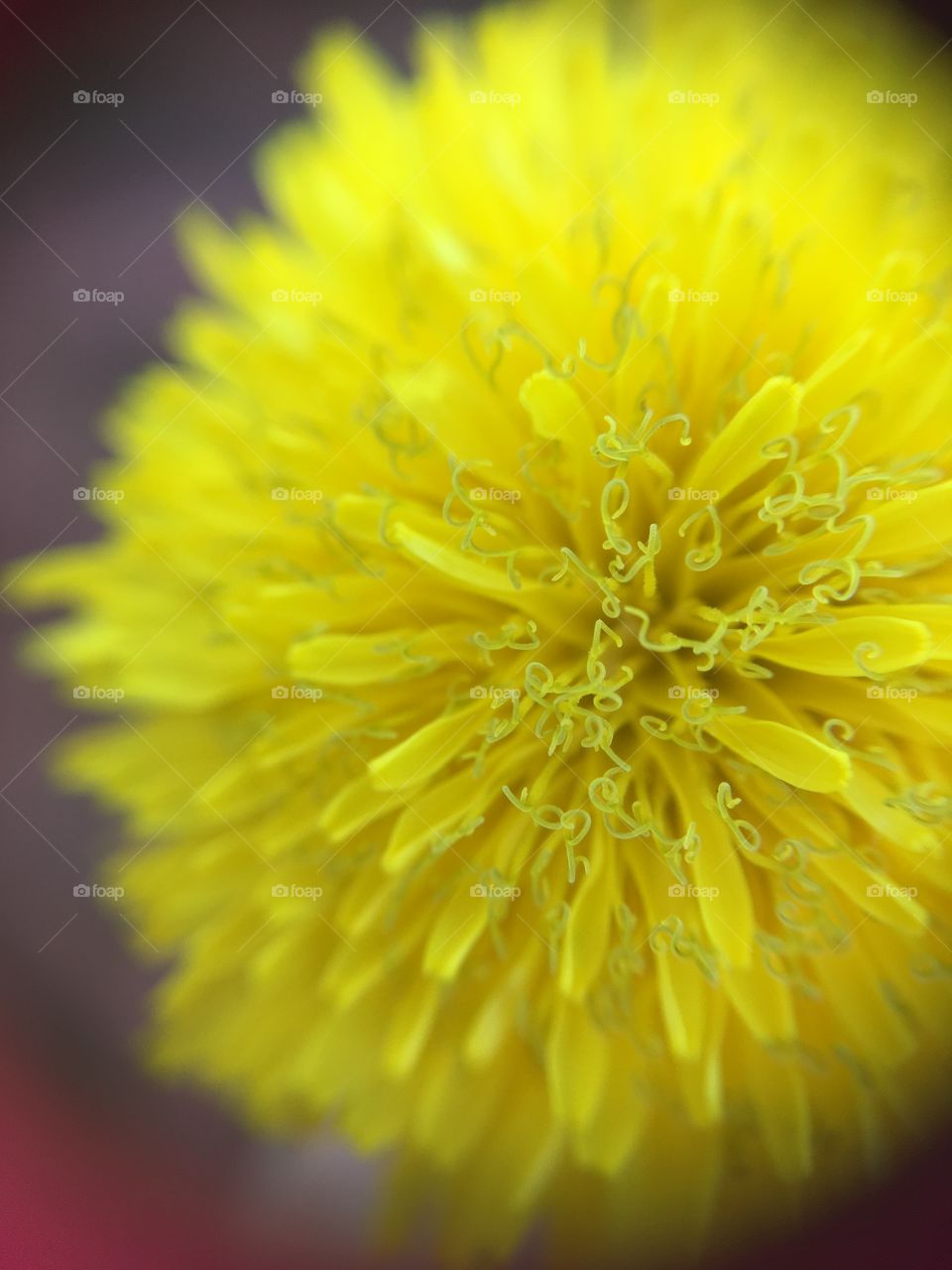 Dandelion 