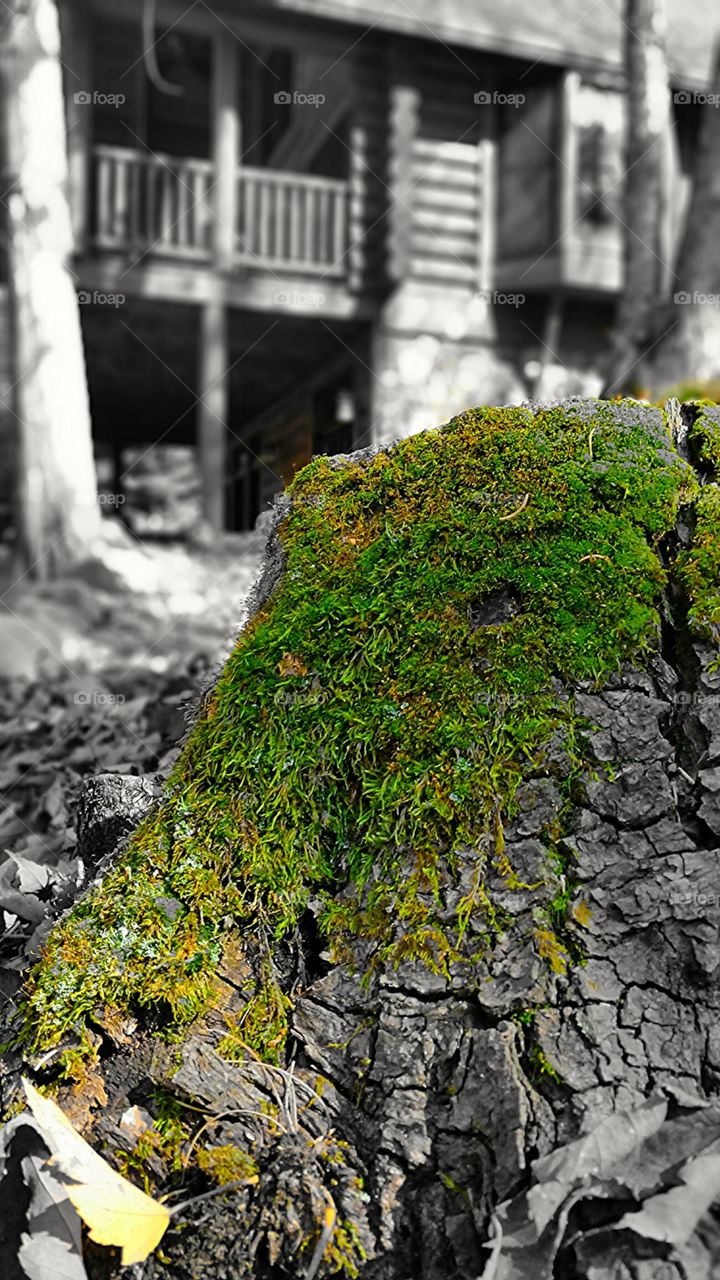 Just mossin around. taken with galaxy s5, selective focus on the moss growing on a stump in Michigamme, MI 
