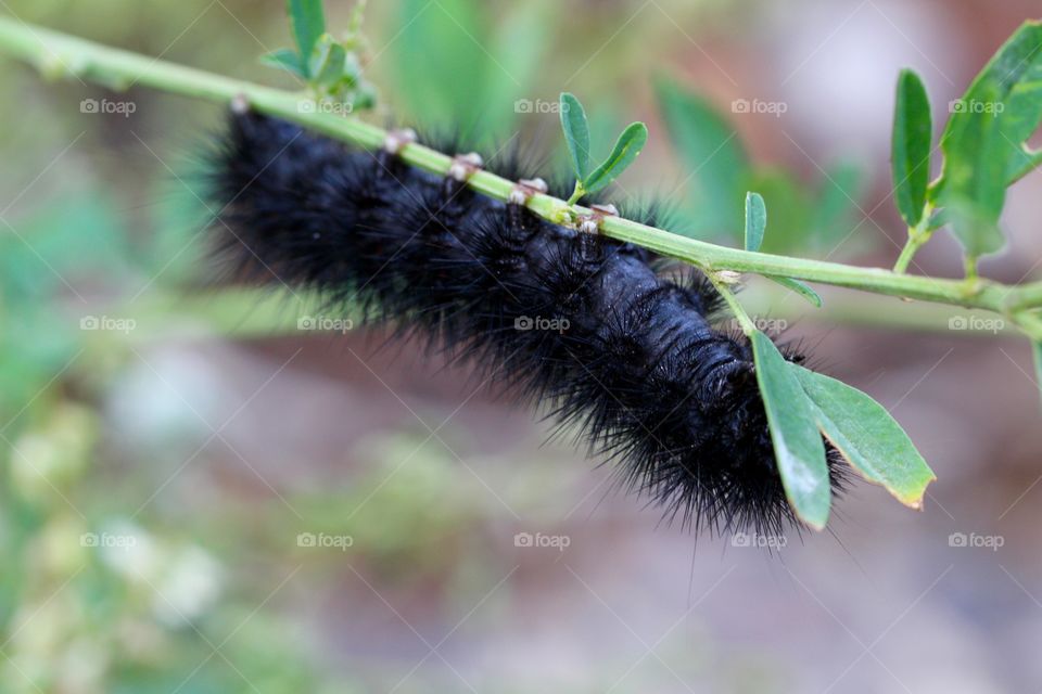 Fuzzy Black Caterpillar Feet