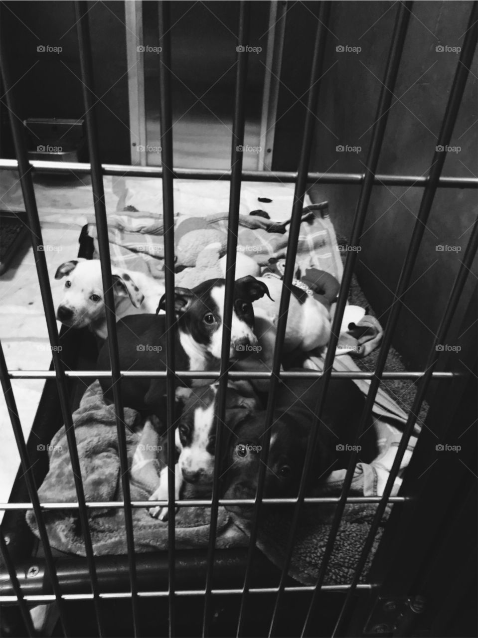 pit bull puppies at shelter black and white