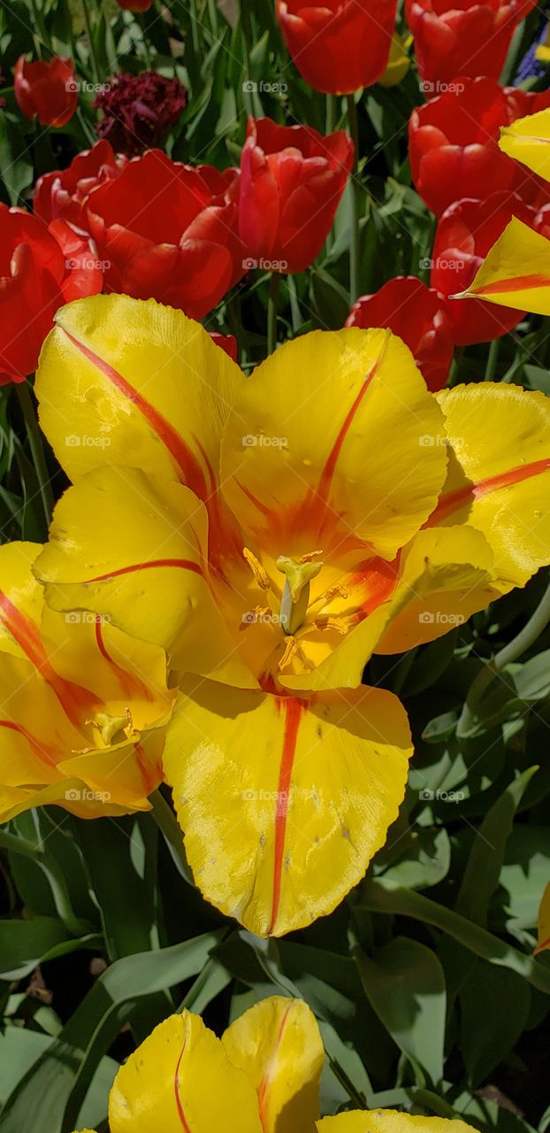 gorgeous yellow with red tulips