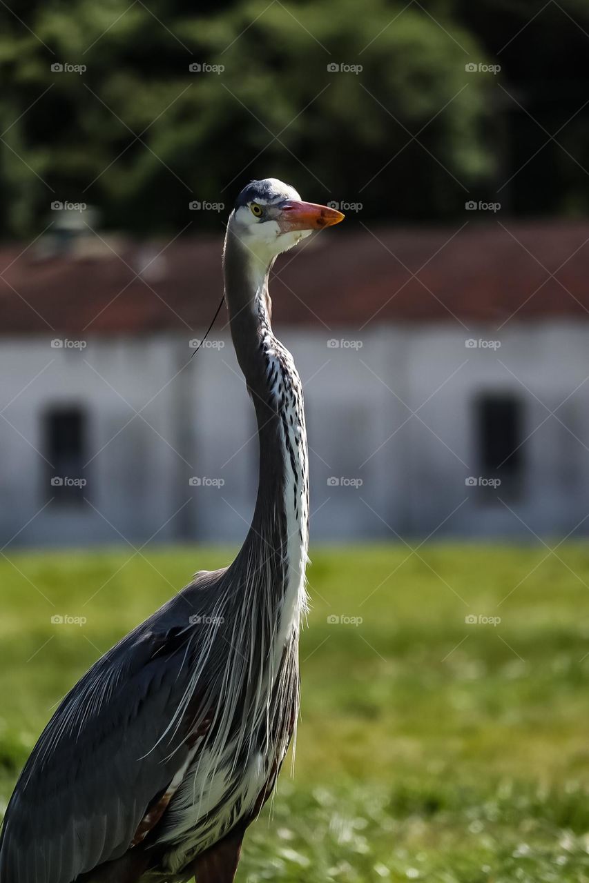 Great Blue Heron majestically walking down Crissy Field in San Francisco California 