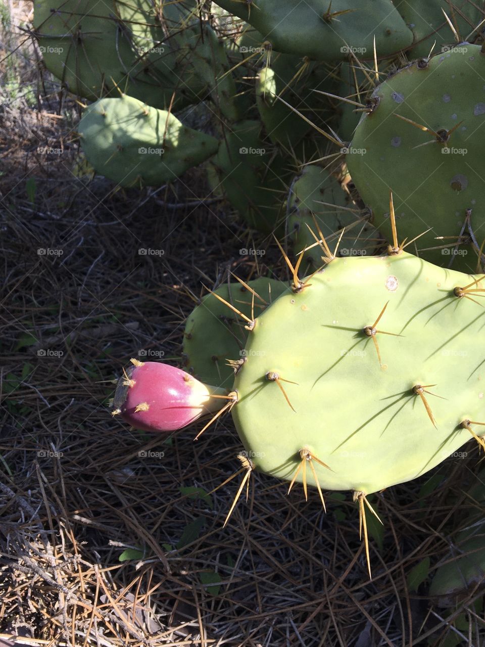 Pink fruit of prickly pear in sunshine 