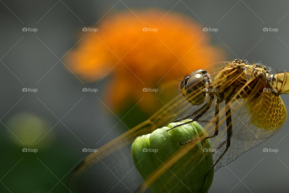 golden yellowish dragonfly on a bud