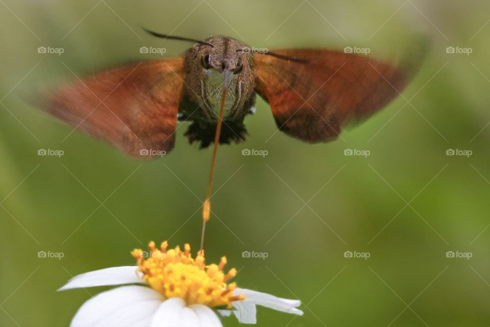 a hummingbird moth take their first nectar on this spring