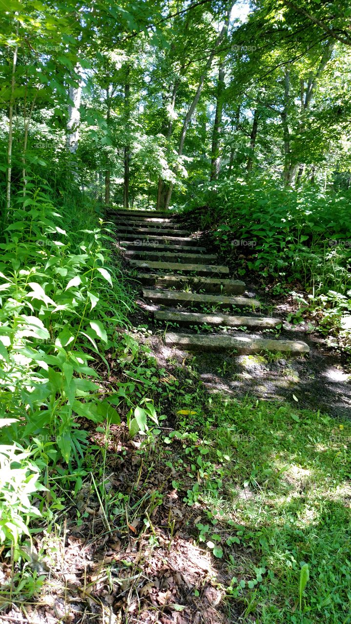 Forest Steps