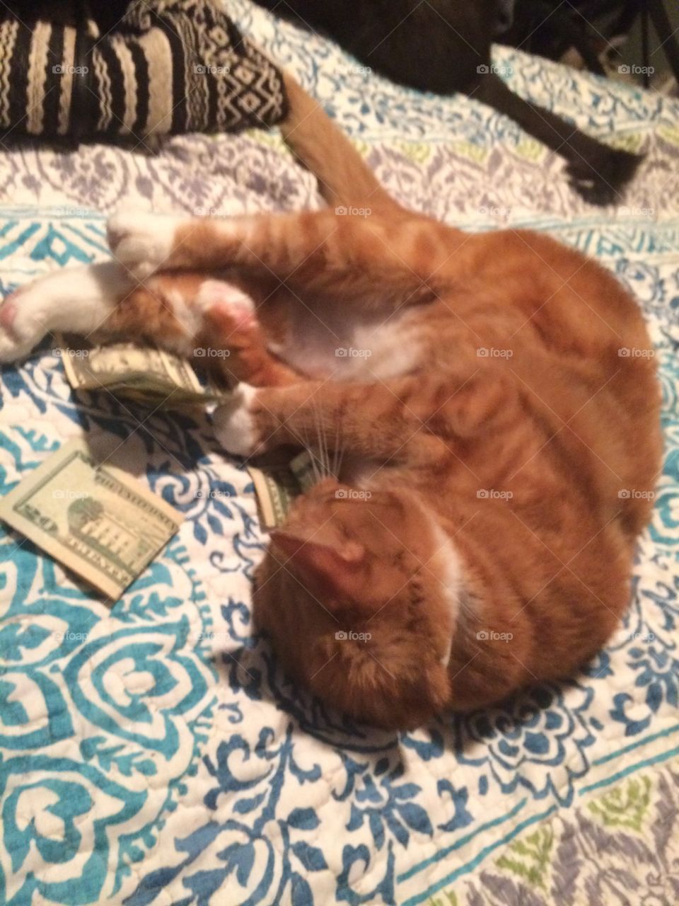 Morris stole the money 