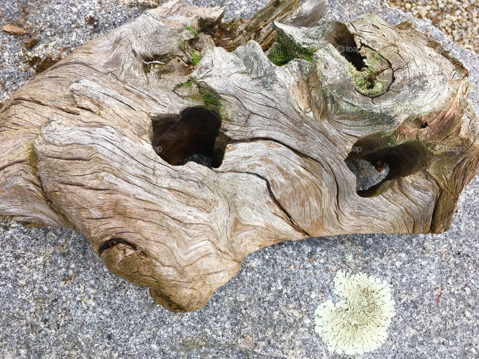 Driftwood, lichen And stone