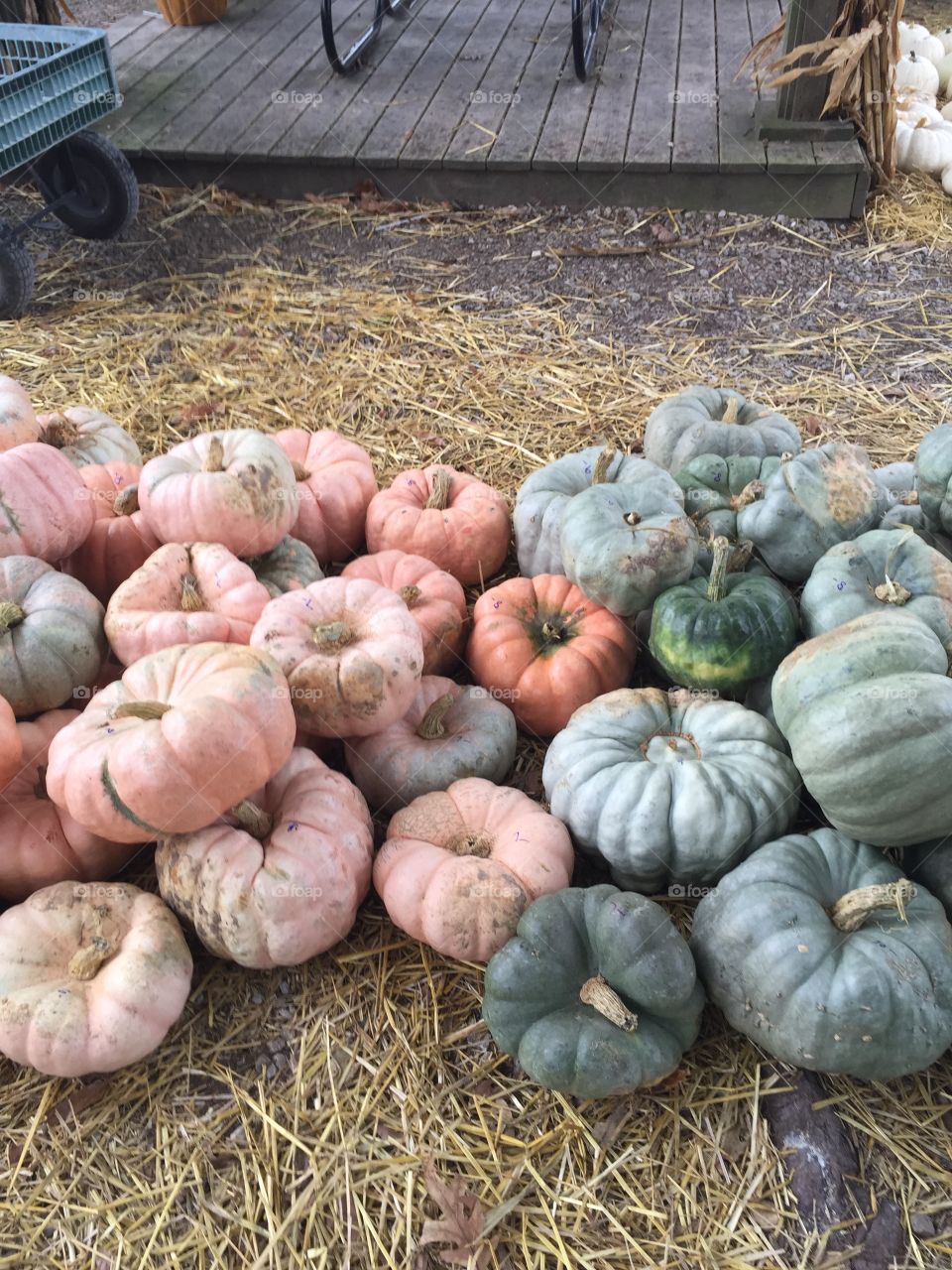 Pumpkins come in all shapes and sizes