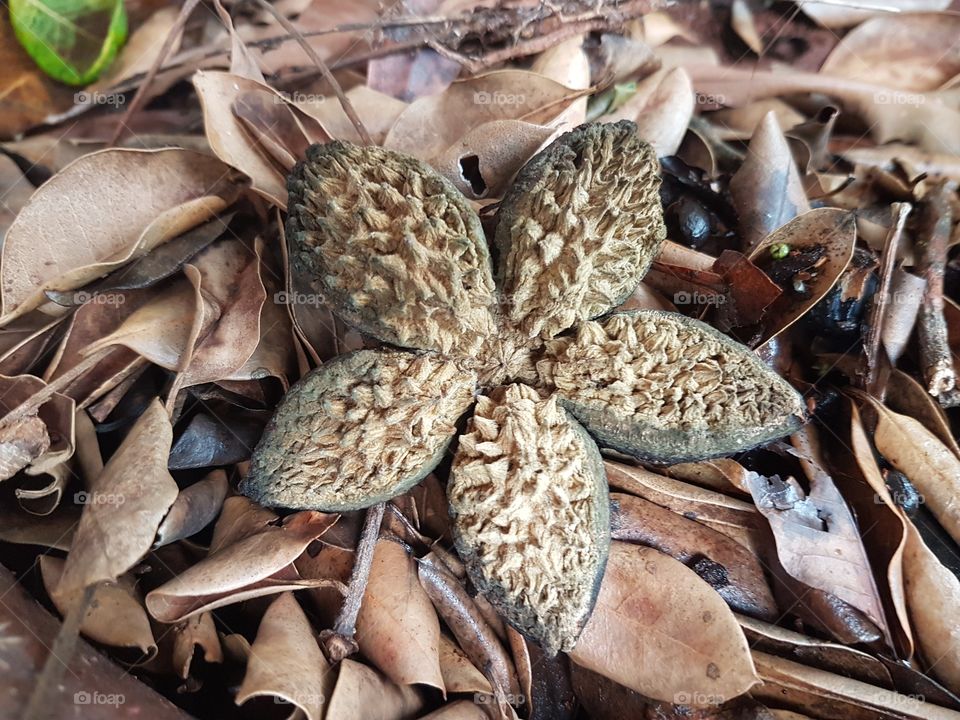 A dried seed pod that opens up into a star shape on a bed of dried leaves