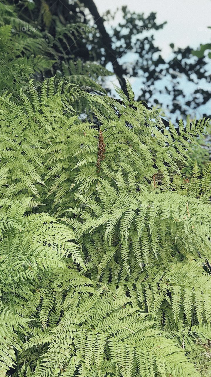 Fern