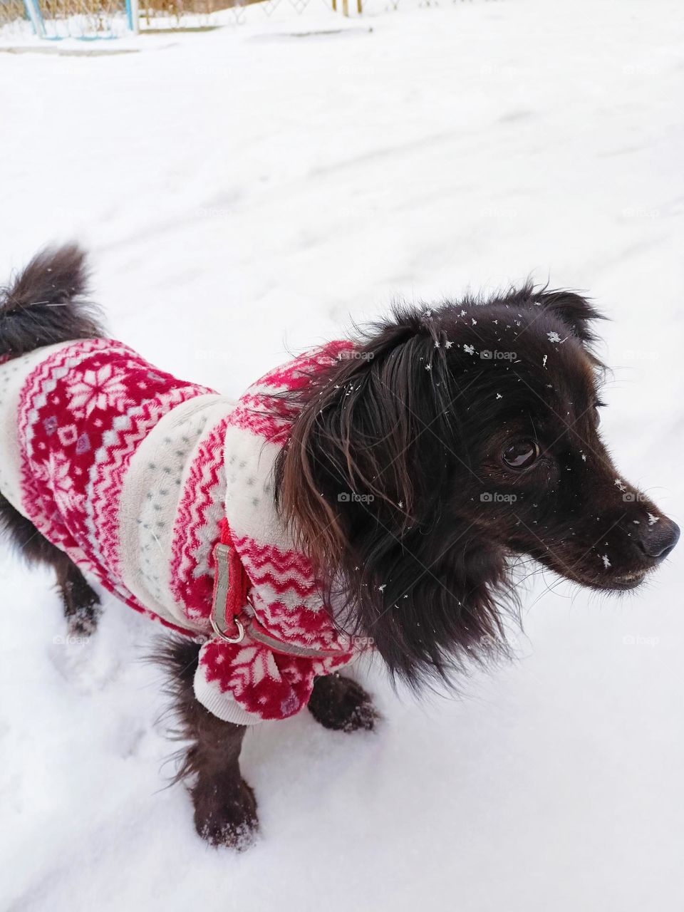 a small black dog in a fur coat on the snow, a black dog, snow, winter, a dog in an olezhde, snowy december, a dog for a walk.