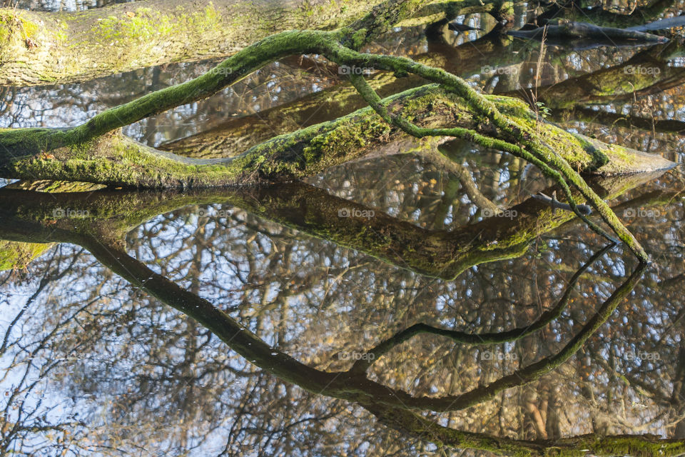 Tree reflection