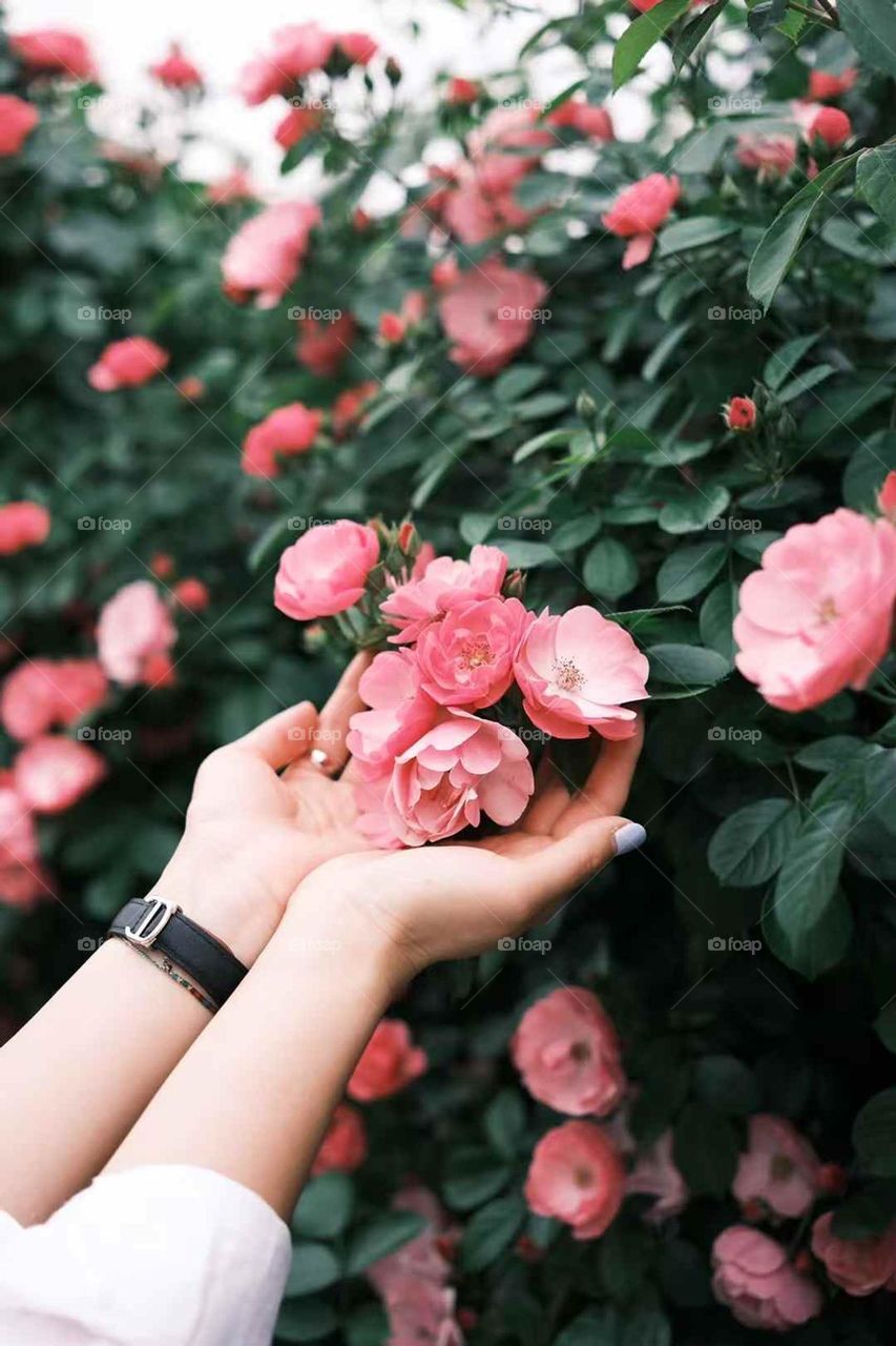 The most beautiful encounter in the world is that I happened to pass by, and you were in full bloom at that moment. Beautiful rose flowers.