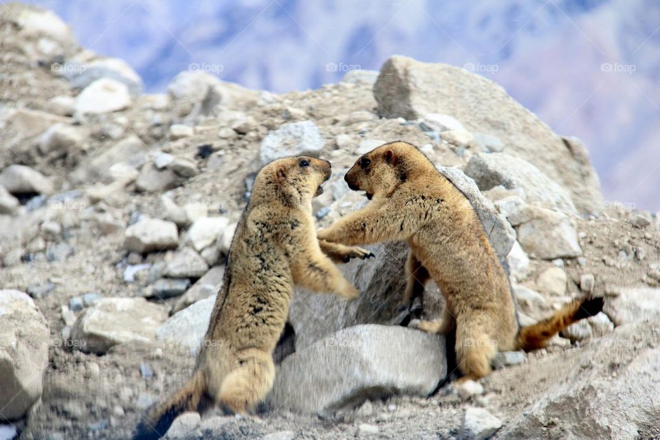 Himalayan Marmot