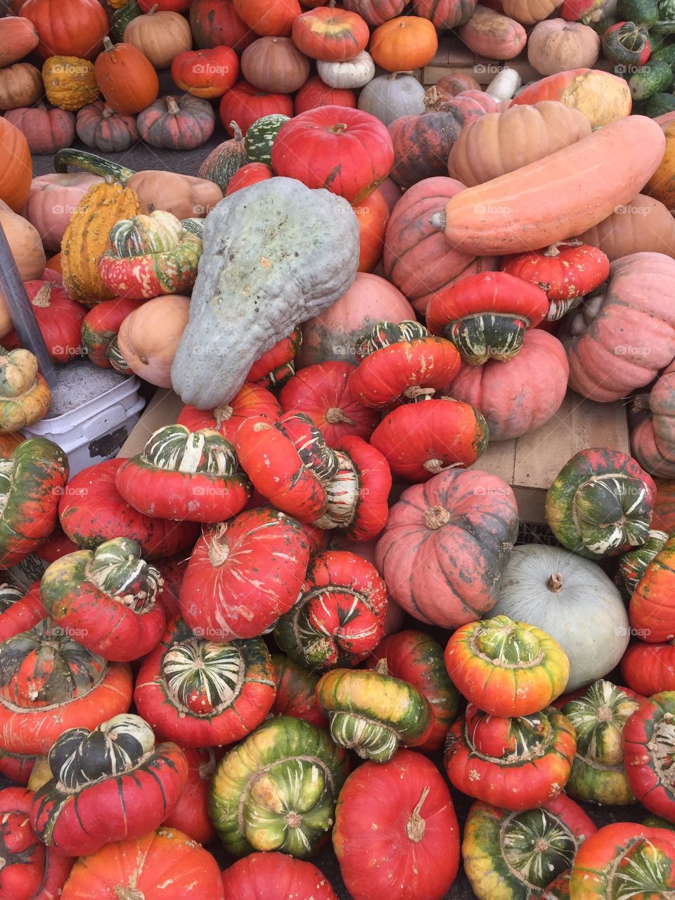 Gourds 