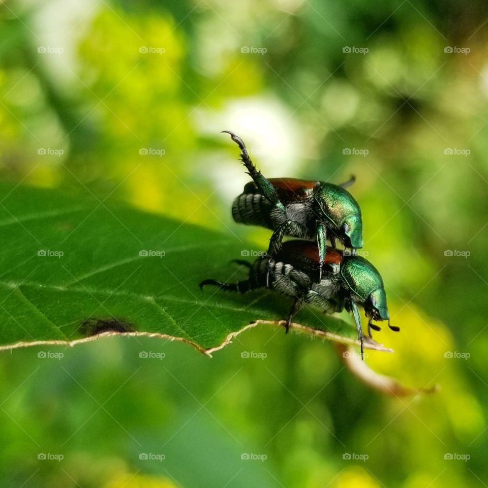 Japanese scarab beetles