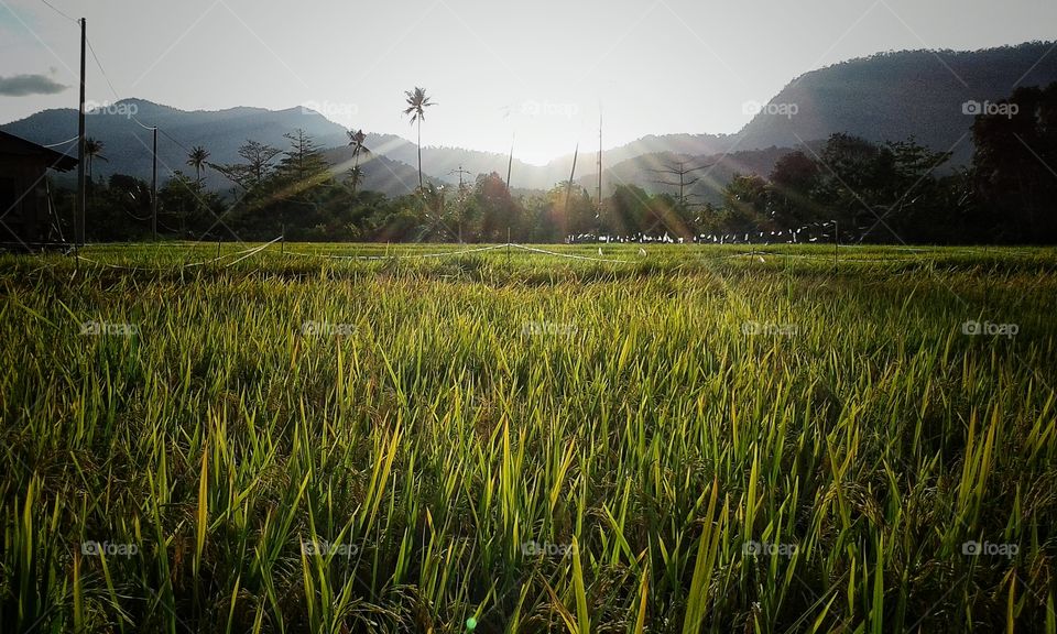 afternoon on the rice field