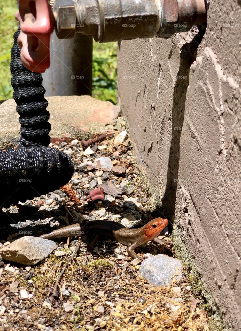 Orange faced skink under garden hose spigot