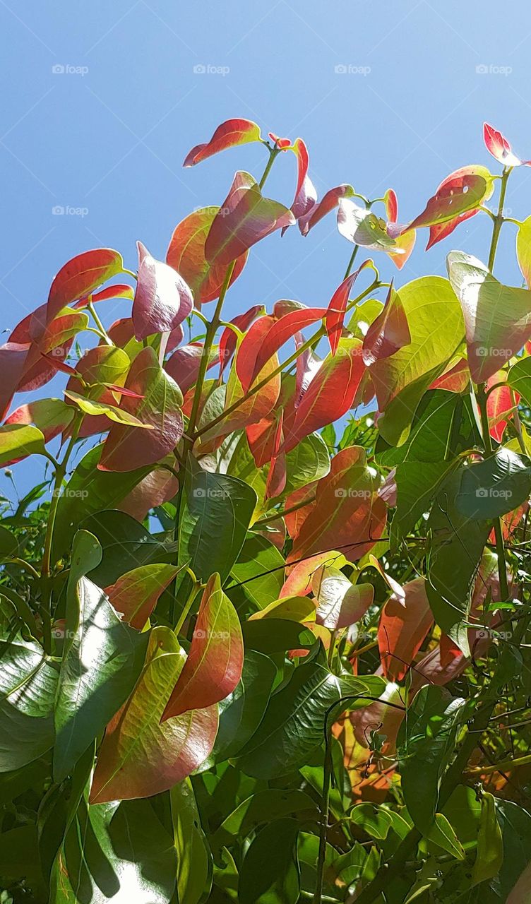 cinnamon leaves captured