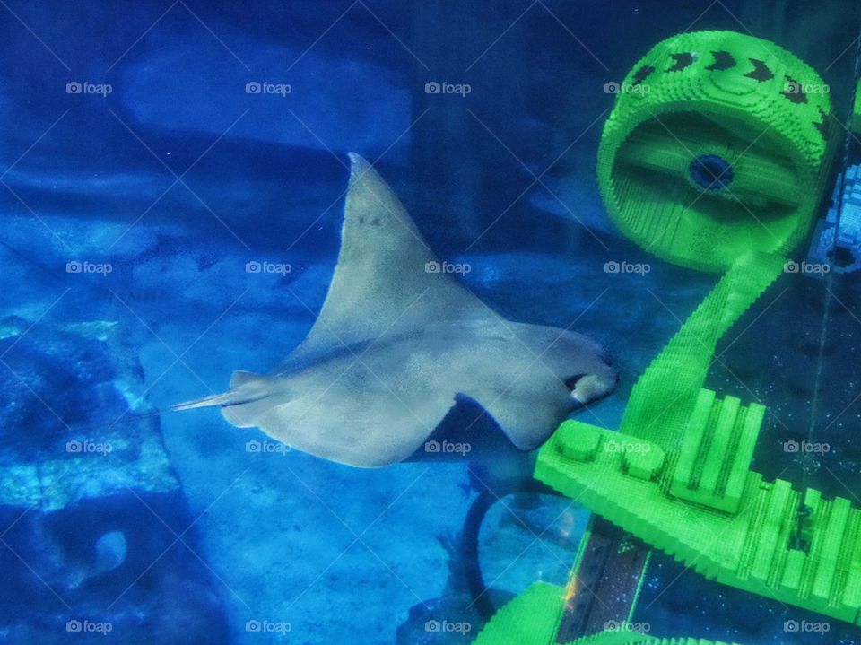 Giant Manta Ray. Manta Ray Swimming With A Yellow Submarine