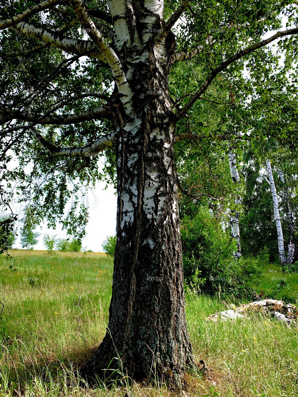 old birch on the edge of the forest