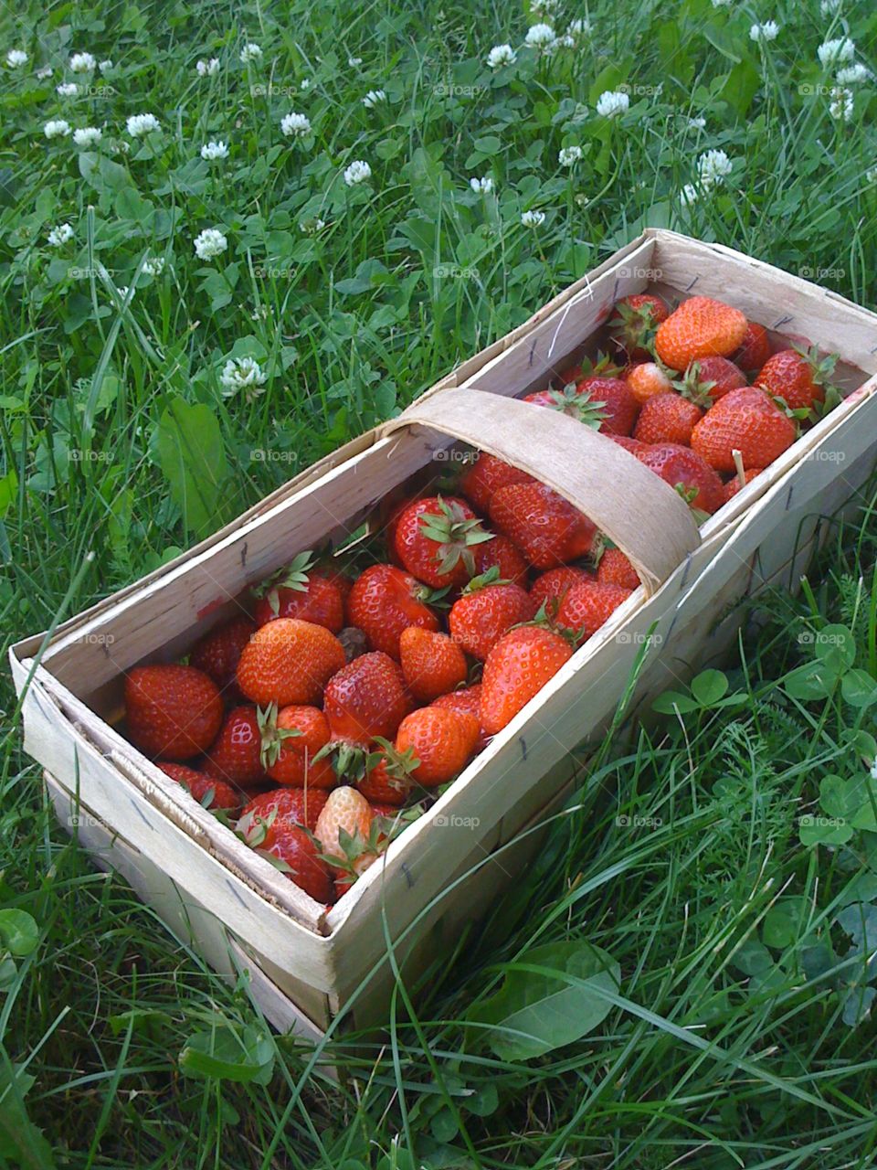 Strawberries in the basket