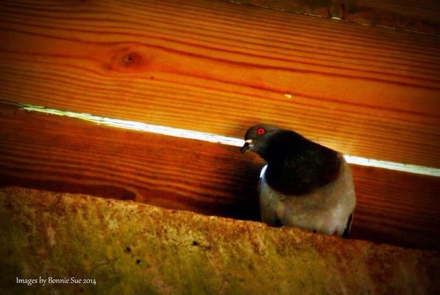 Pigeon