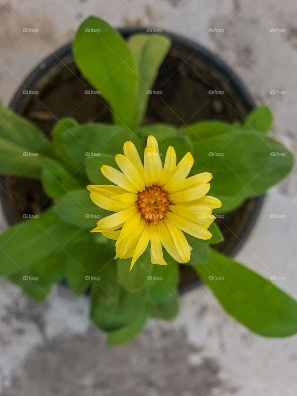 Yellow flower plant