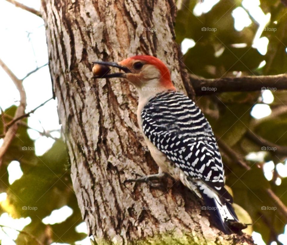 Woodpecker on my tree