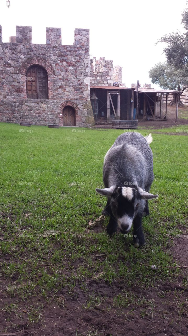 Low angle shot of a goat grazing the the grass next to a castle