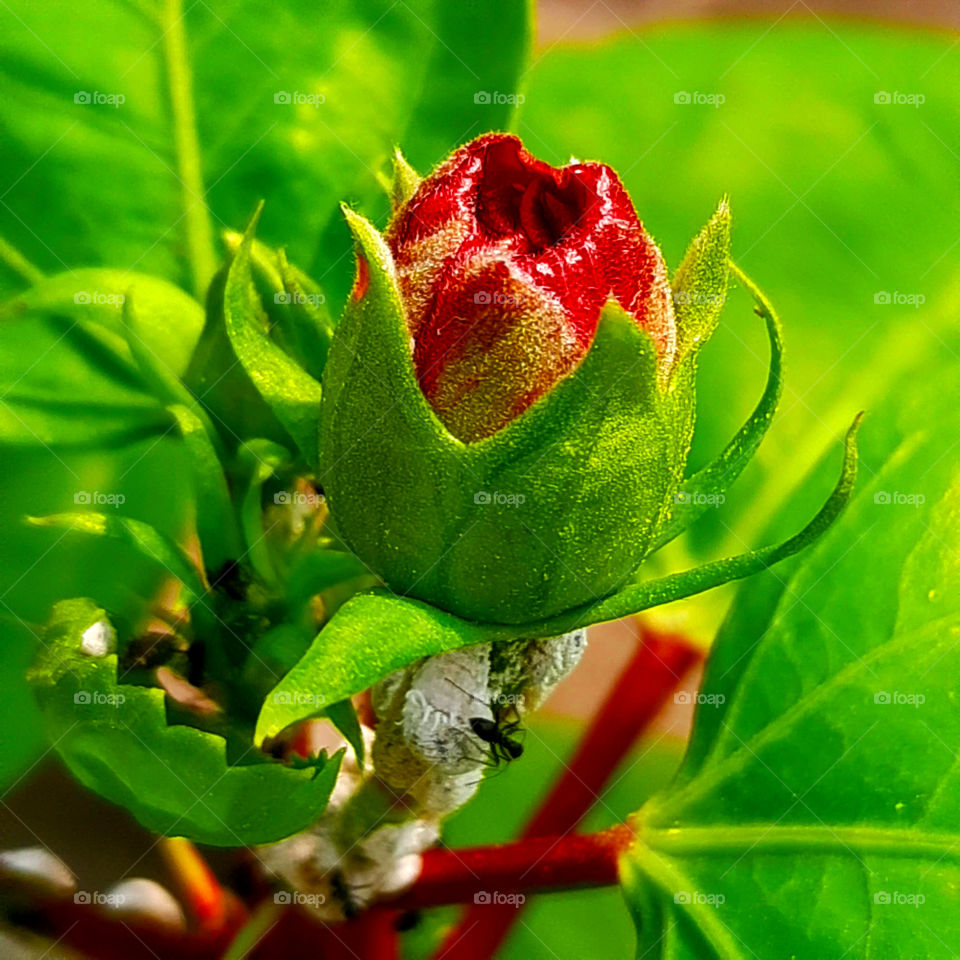 Captured closeup photo of Hibiscus flower bud just to bloom.