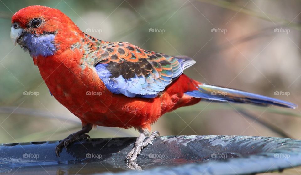 Rosella bird