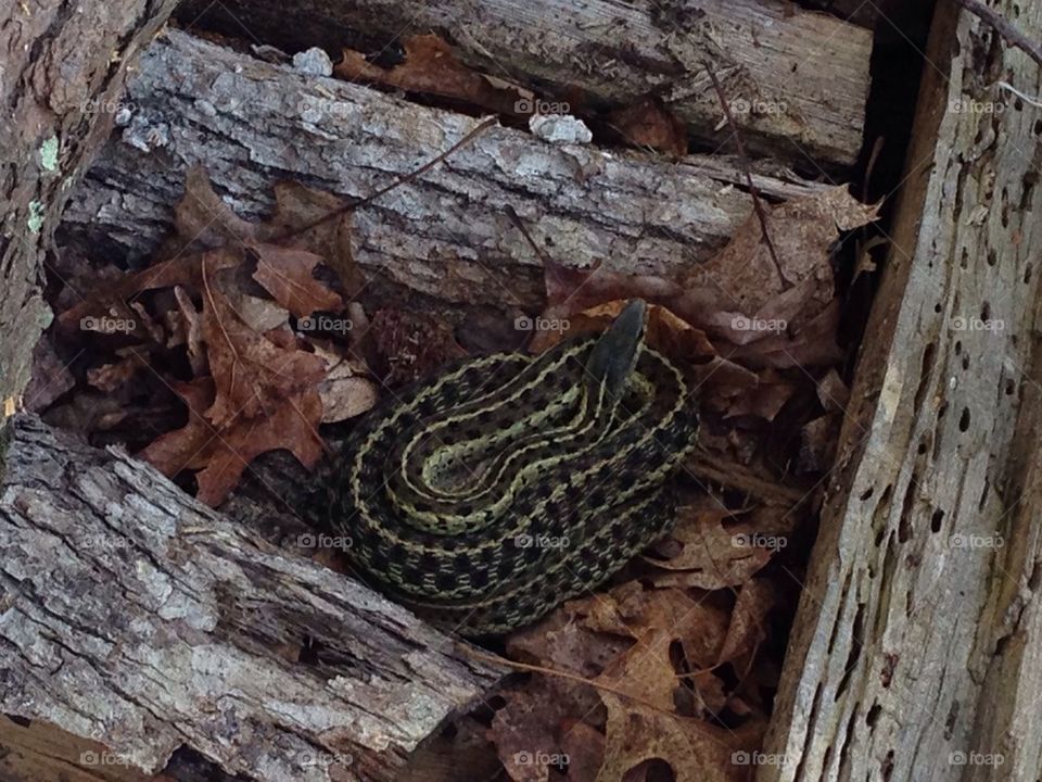 Snake in the wood pile
