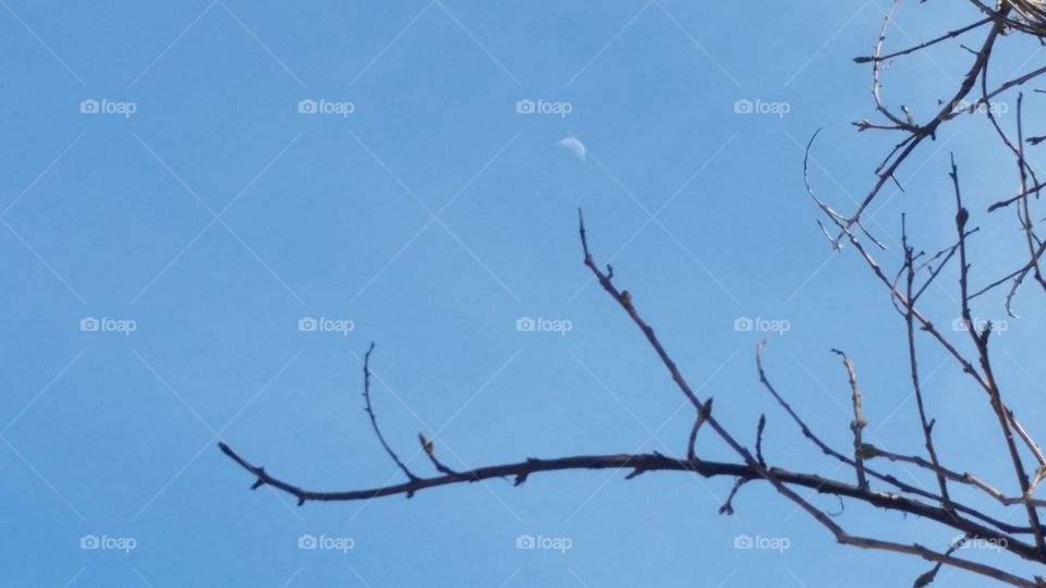 Branch reaching for Moon