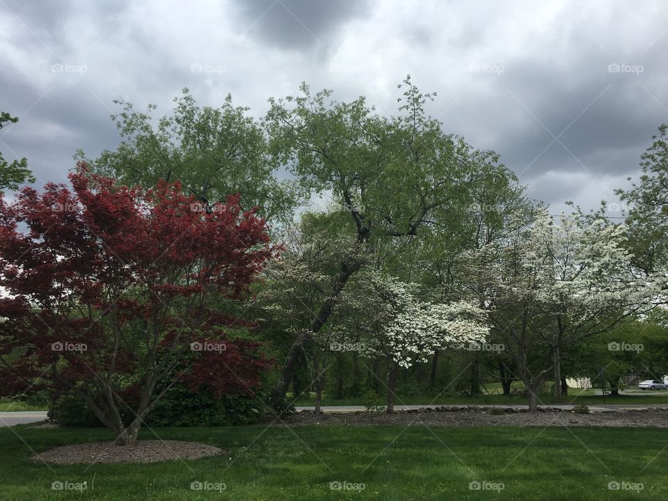 Tree, Landscape, Park, Leaf, Nature