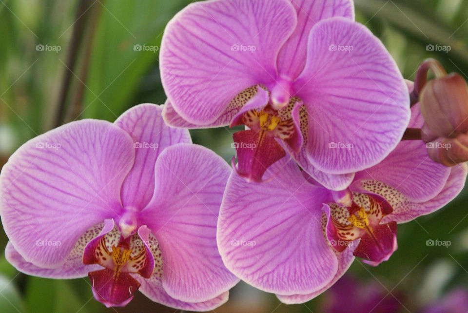 garden flora nature flower by lgt41