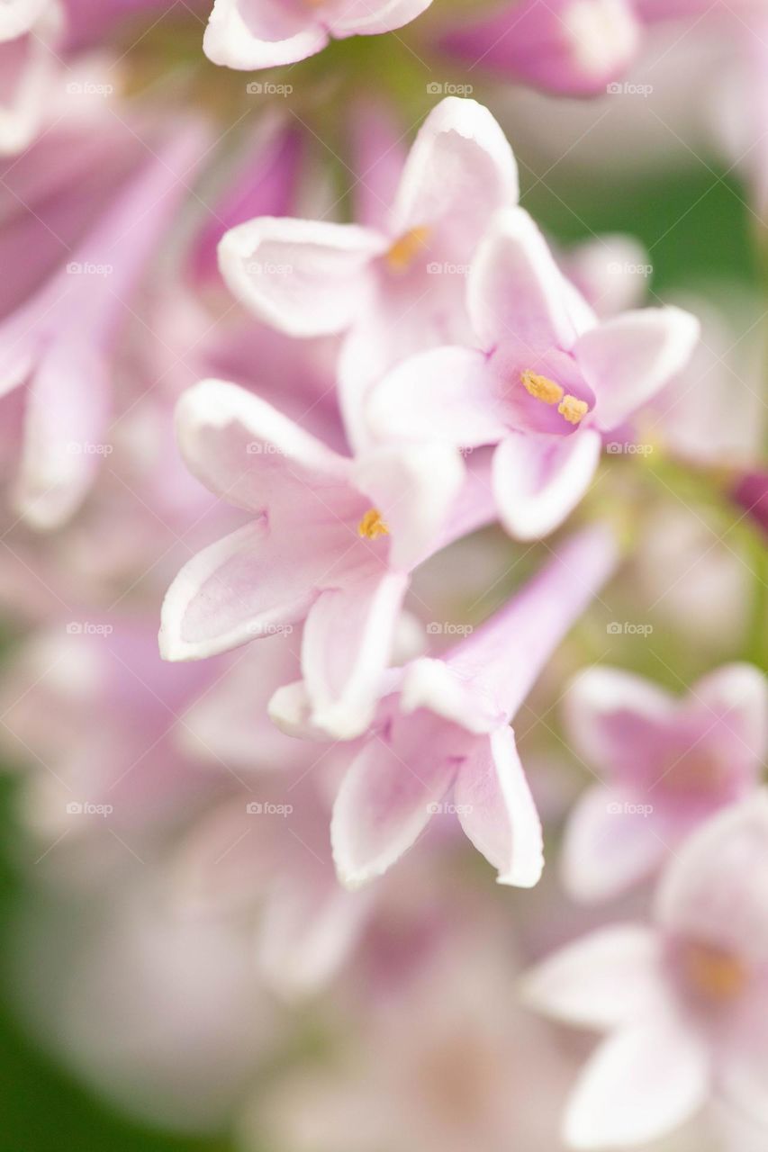 Spring flowers 