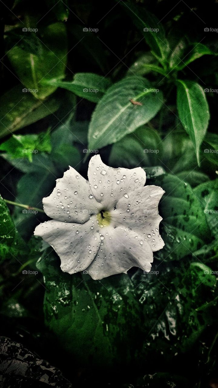 Plants - white flower