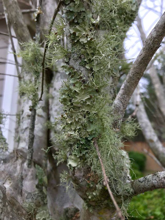 Moss 