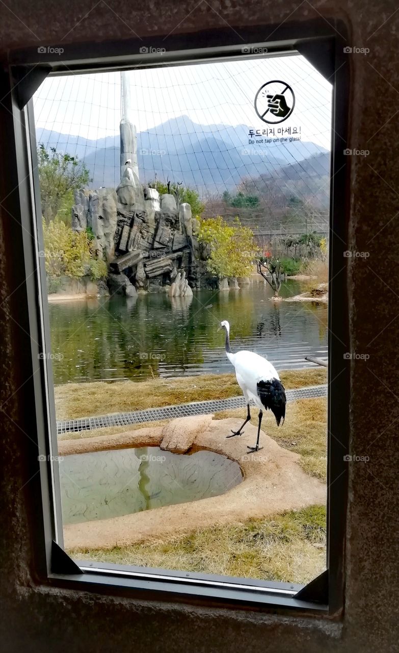 Crane, Grand Park Zoo, Seoul