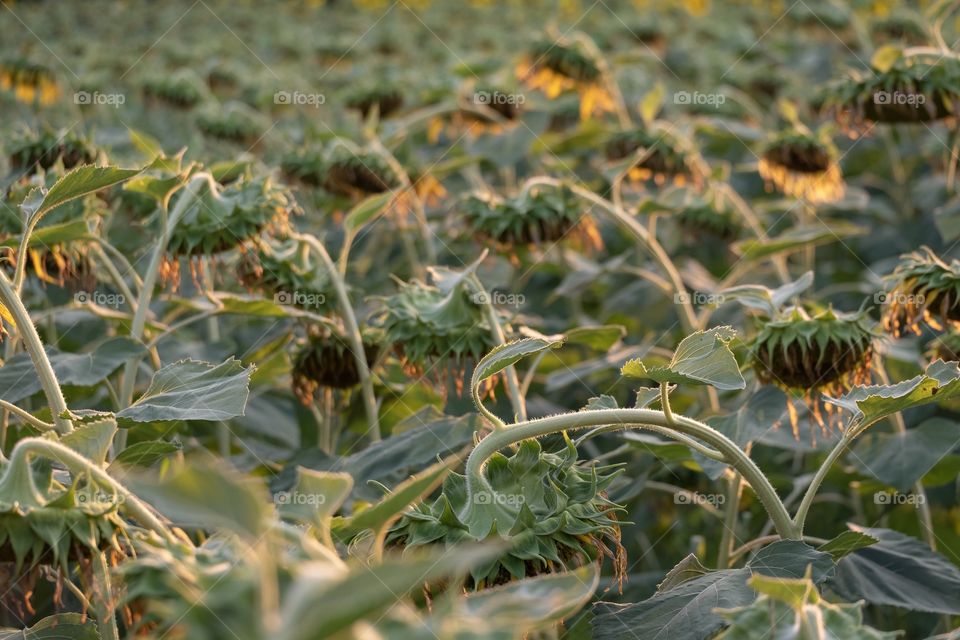 Sunflower sleeping