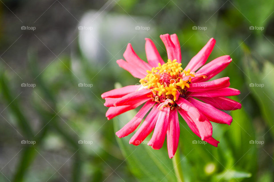 pink Zinnia flower