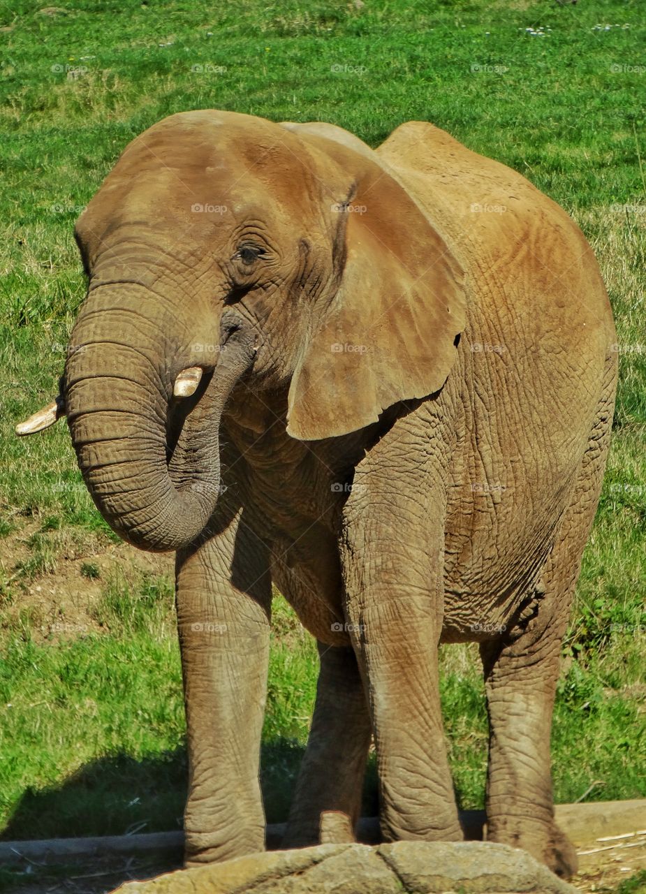 African Elephant
