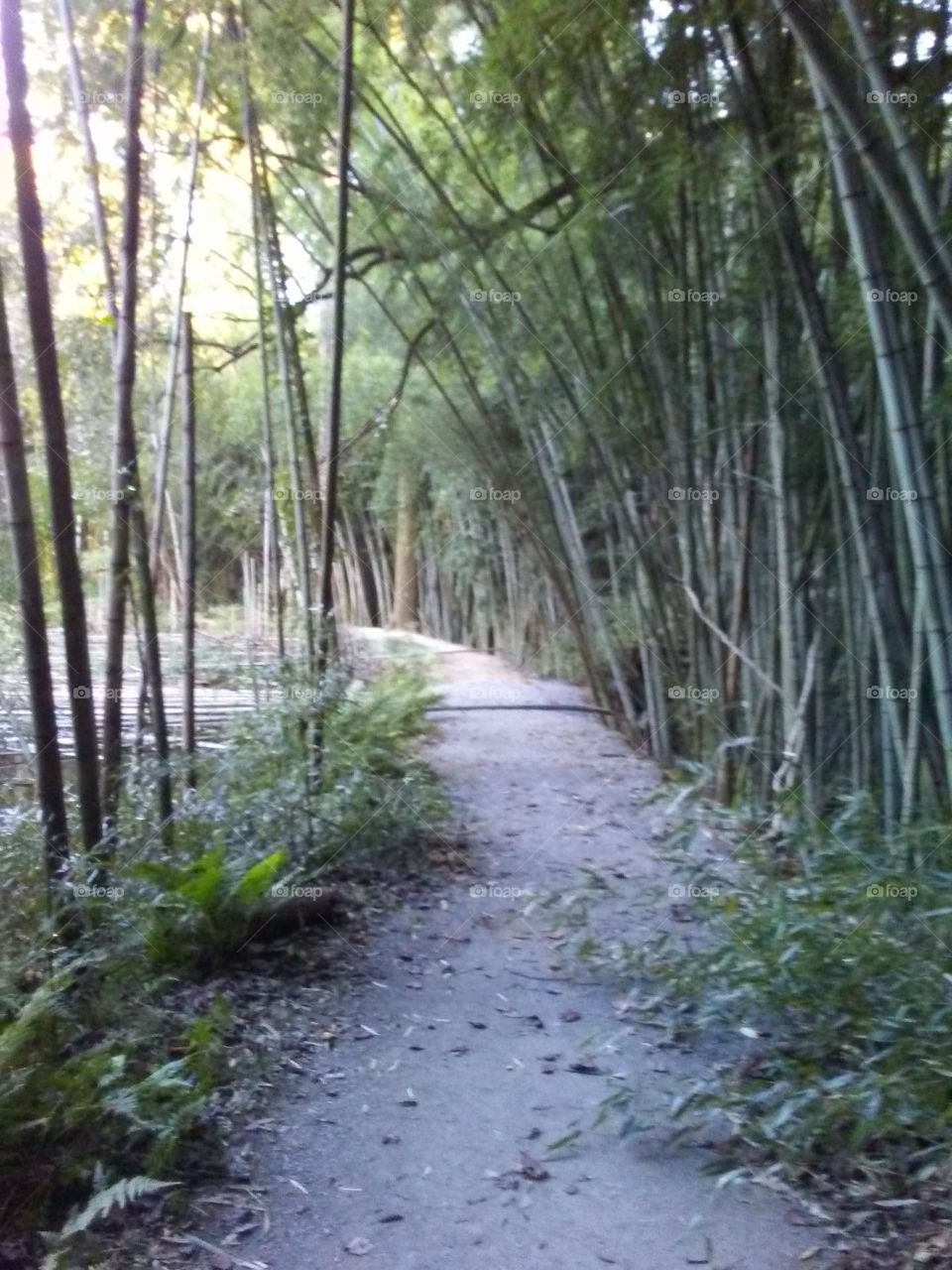 Bamboo Forest