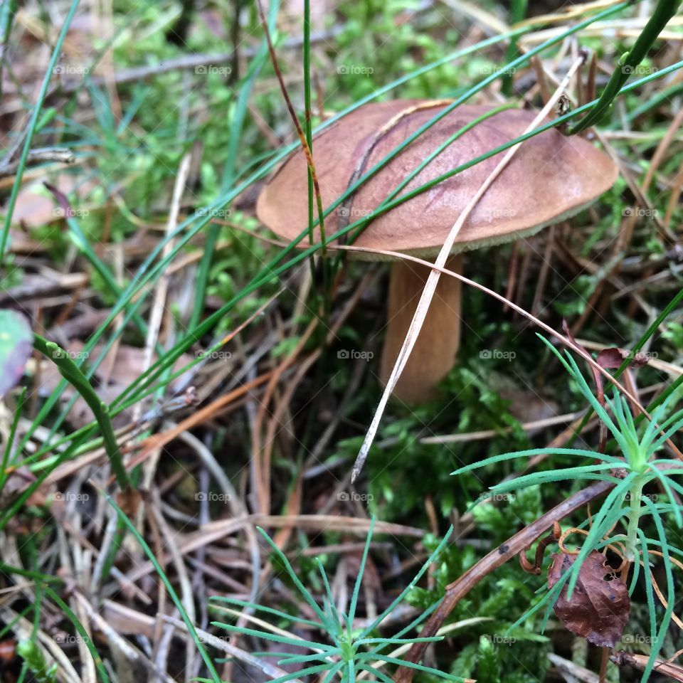Boletus mushroom in autmn forest.