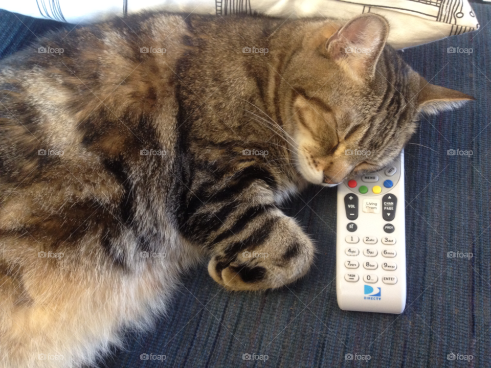 remote control tabby cat cat nap cat sleeping on remote control by atheneschild