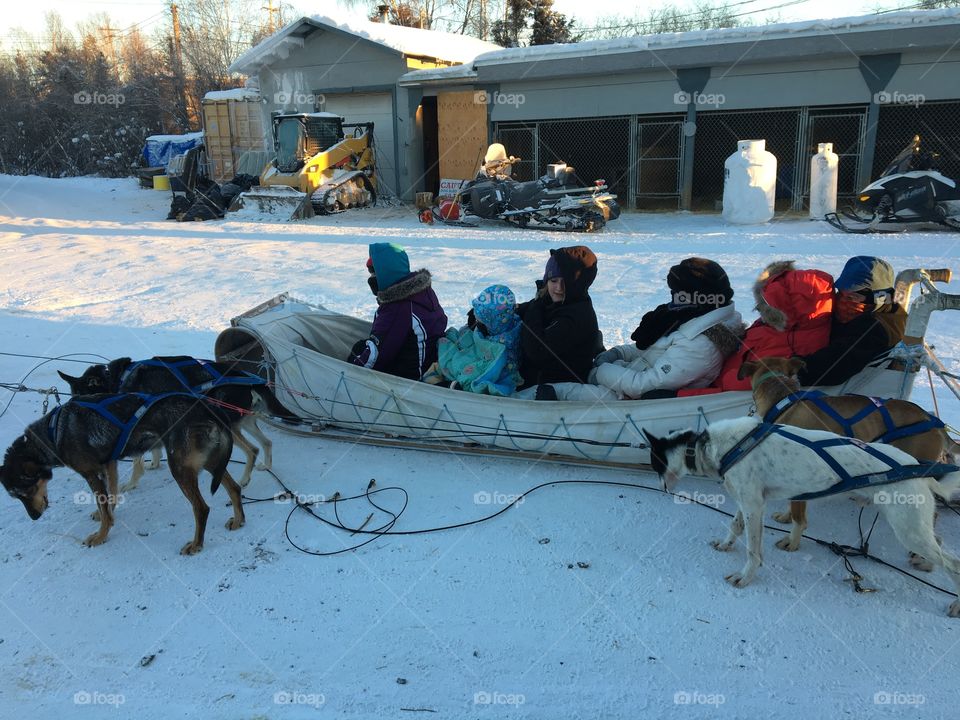 Dog sledding 